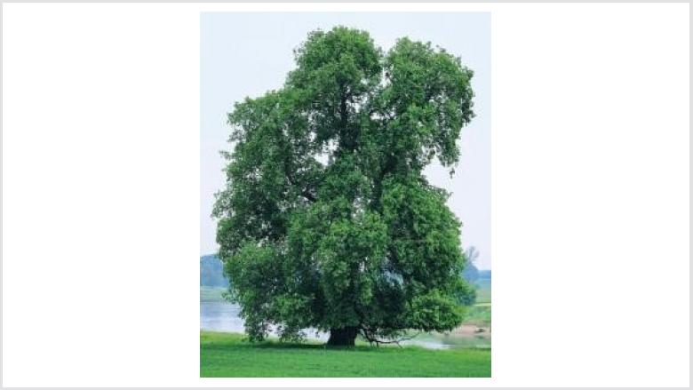 Baum des Jahres