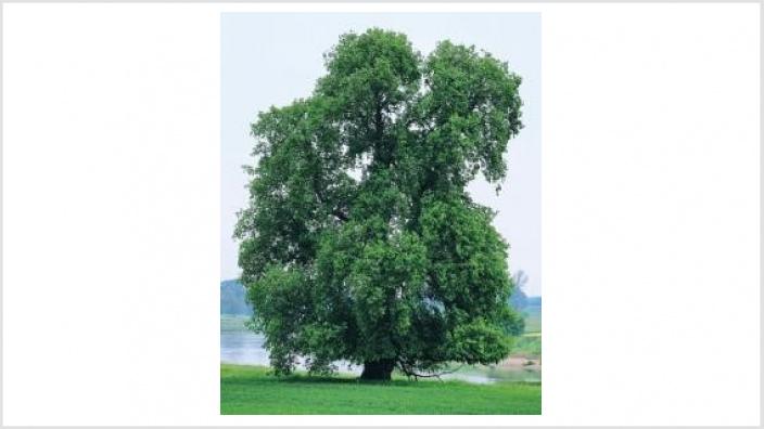 Baum des Jahres